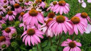 Echinacea purple: својства, примена, употреба за деца, жени, мажи